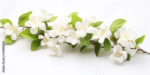 White and Green Isolated Jasmine Blossom on Fresh Spring Background