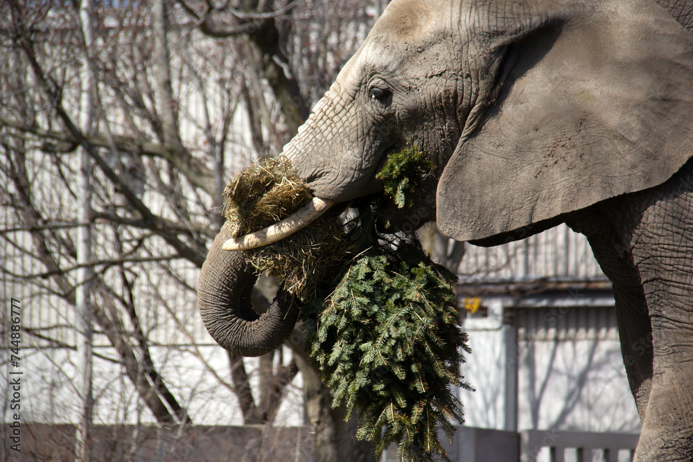 Elephant eating a fir in a zoo