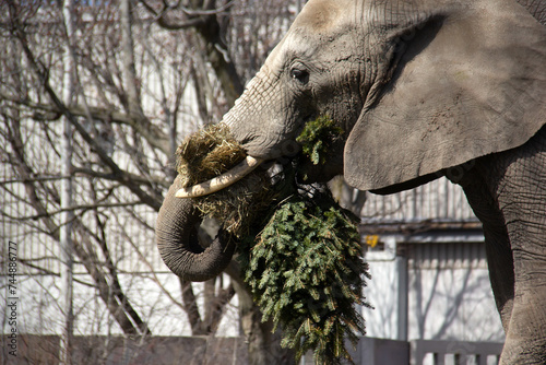 Obraz na płótnie Elephant eating a fir in a zoo w salonie