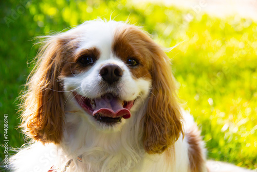 Portait of a Cavalier King Charles Spaniel