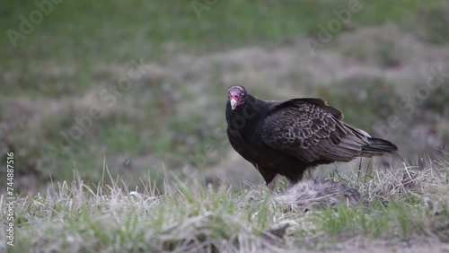 A wild turkey vulture bird eating a dead carcass on the ground.