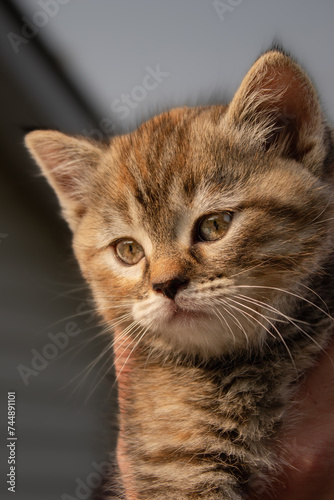 Cute Adorable Female Torbie Coat Fur Coloured Mixed Breed Kitten Being Held with Beautiful Gold Eyes
