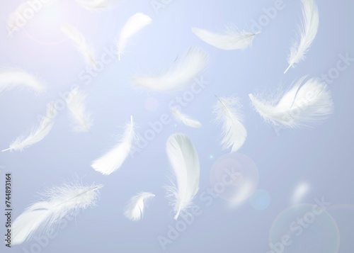 Fluffy bird feathers falling on violet background © New Africa