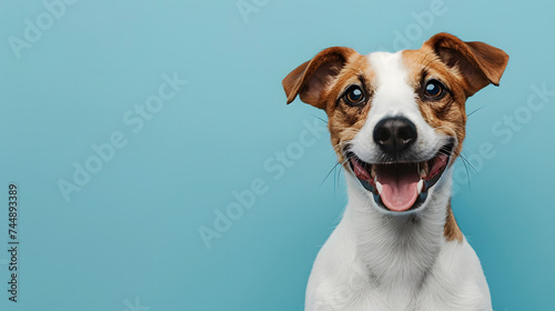Happy Jack Russell Terrier on Blue