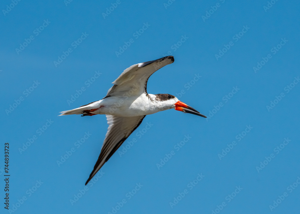 Fototapeta premium Flying Black Skimmer