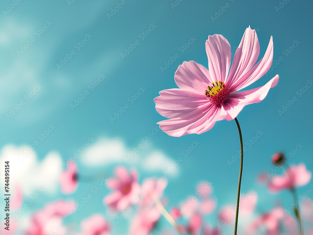 pink cosmos flower in spring pink cosmos flower in spring