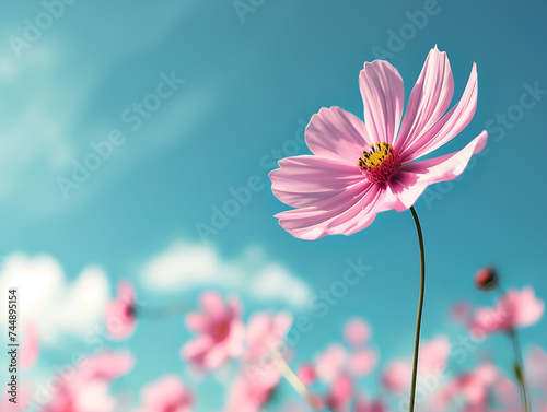 pink cosmos flower in spring