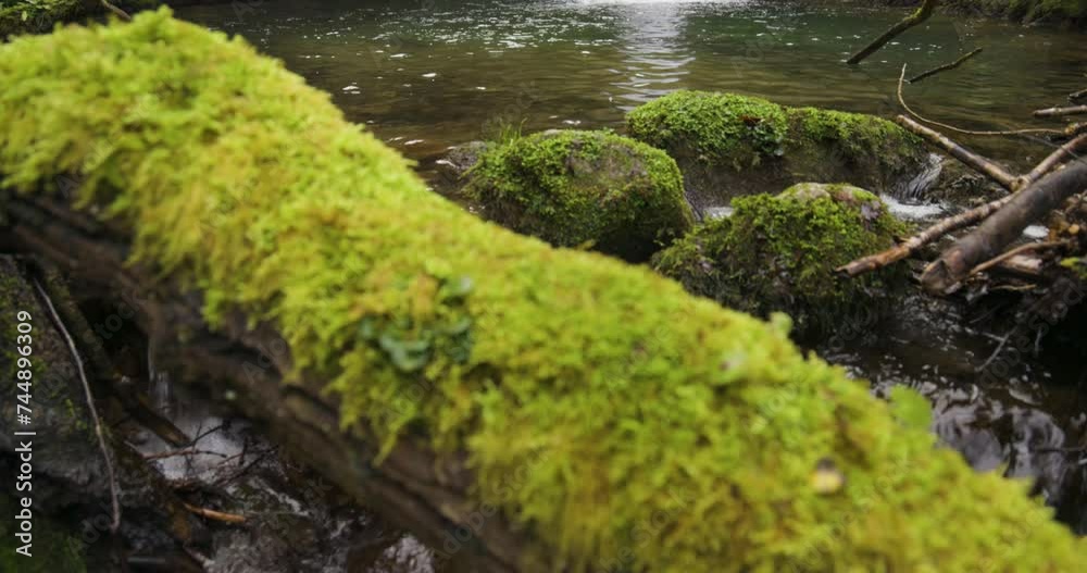 Small waterfall in forest with ferns and green moss with a pond Small waterfall in forest with ferns and green moss with a pond