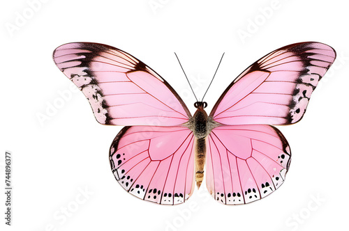 Pink butterfly with its wings spread