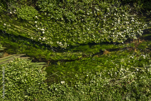 A small stream with crystal clear water completely covered in vegetation.