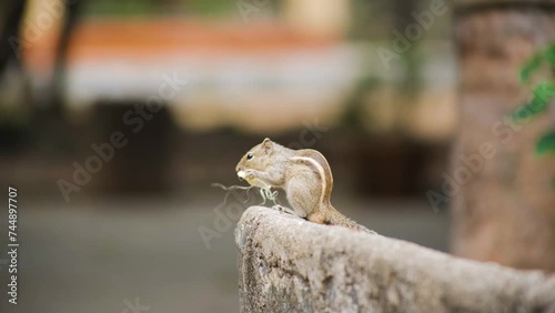 Squirrels are members of the family Sciuridae, a family that includes small or medium-size rodents.