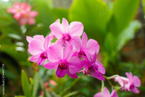 Beautiful purple orchid - phalaenopsis