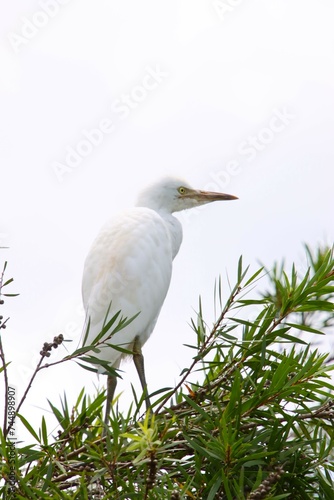 A White Egret Standing in a Callistemon Tree, Gympie, Australia