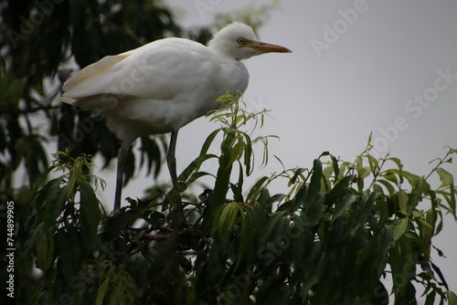 A White Egret in the Treetops, about to Fly, Gympie, Australia photo