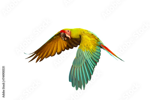 Colorful flying Military Macaw parrot isolated on transparent background png file © Passakorn