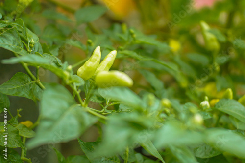 selective focus on green and red chili on tree in sunlight. Organic food and vegetables gardening or city farming concept. beauty nature background.