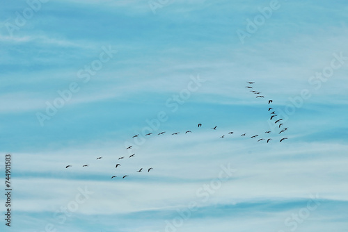 Canvas Print flock of birds in the sky
