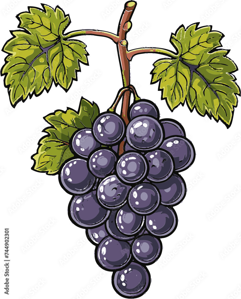 Fototapeta premium Investigating the Role of Grape Skin Anthocyanins in Cardiovascular Health Promotion