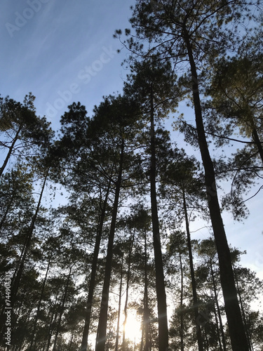 pine forest visible in the morning when the sky is clear above the earth