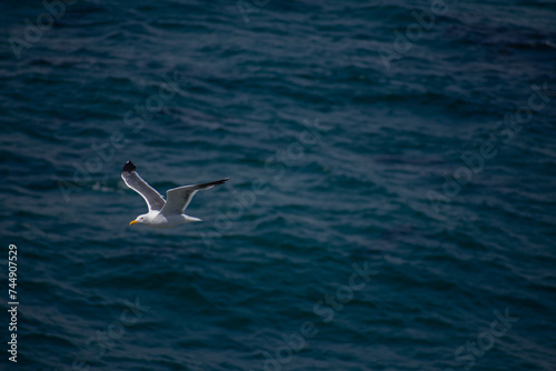 seagull in flight © Amy
