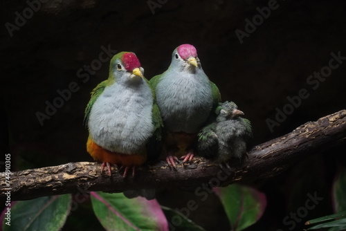 a family of fruit doves - Ptilinopus regina