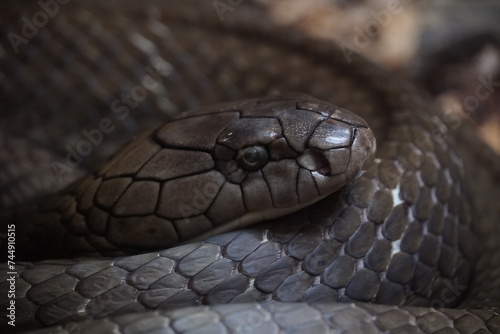 king cobra up close of head © April