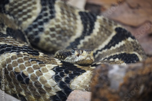 Timber Rattlesnake (Crotalus horridus) - Timber rattlesnakes are found in upland woods and rocky ridges in the eastern United States © April