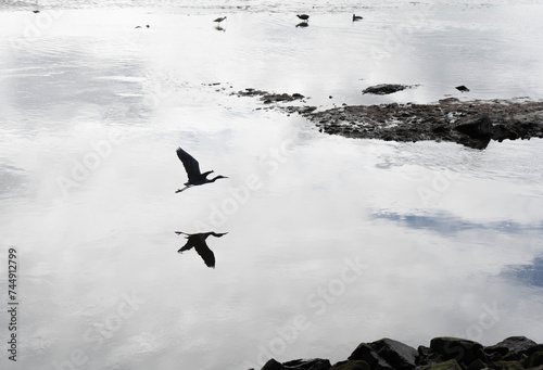 Heron flying with reflection in water. Sequence 1 photo