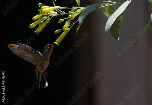 Secuencia de vuelo de Picaflor, colibri photo
