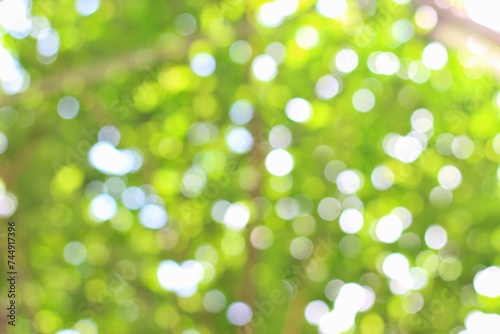 defocused abstract background of Blur park garden trees on nature background, blur green bokeh light outdoors on summer background