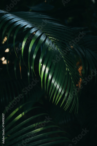 Green palm leaves in dark tropical forest background 
