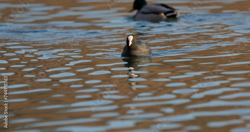 Coots on a winter day at the park lake in Bucharest, Romania