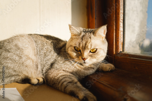 Portrait of a beautiful cat. Cute Cat Portrait. Happy Pet. Gray Scottish Straight cat sleeping.Home scene