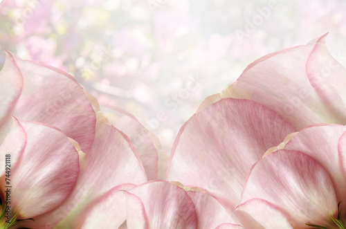 Petals  roses flowers. Floral spring background. Close-up. Nature.