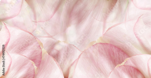 Roses petals  flowers. Floral spring background. Close-up. Nature.