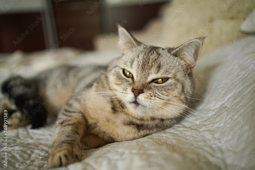 Portrait of a beautiful cat. Cute Cat Portrait. Happy Pet. Gray Scottish Straight cat sleeping.Home scene Portrait of a beautiful cat. Cute Cat Portrait. Happy Pet. Gray Scottish Straight cat sleeping.Home scene