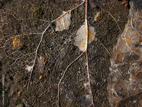 Skeleton Leaf - Decaying Leaf with Reticulate Venation (ID: 744923579)