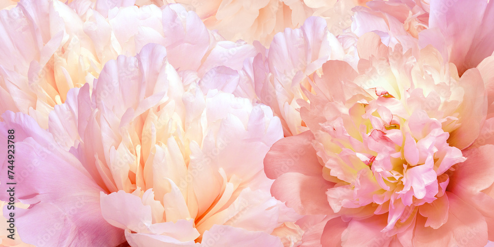Obraz premium Floral spring background. Peonies flowers and petals flowers. Close-up. Greeting card. Nature.