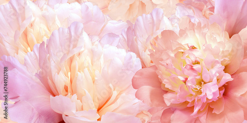 Floral spring background. Peonies flowers and petals flowers. Close-up. Greeting card. Nature.