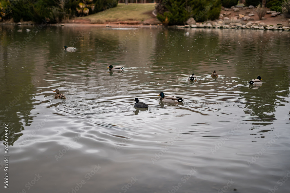 Adorable Little Ducks on St George Duck Pond Adorable Little Ducks on St George Duck Pond