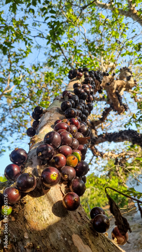 Jabuticaba, Cambucá, Jabuticaba do Sertão photo