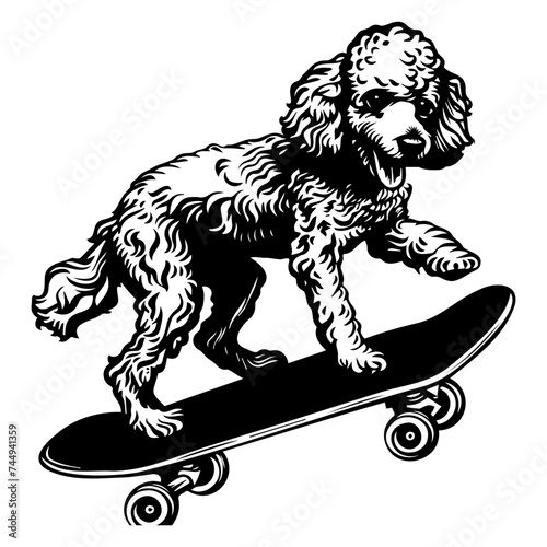 French poodle dog playing Skateboard