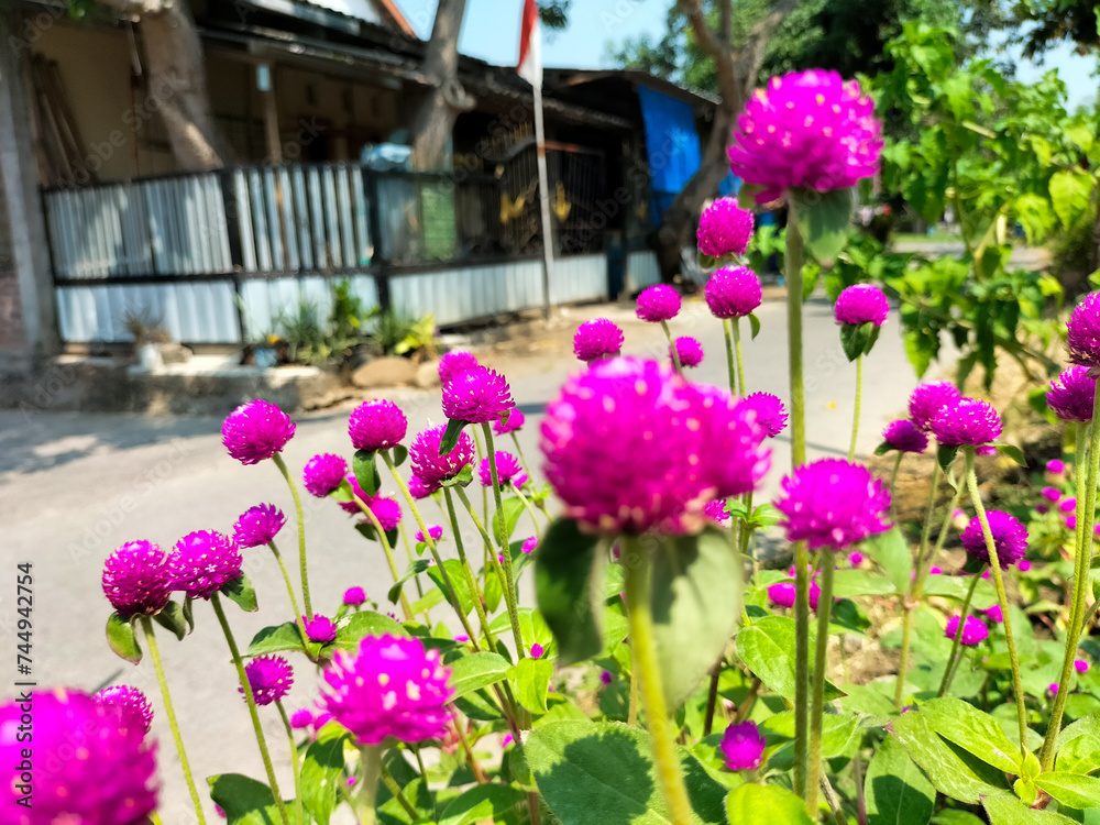 Closeup view of Globe Amaranth flower. The beauty of pink flowers in garden.
Closeup view of Globe Amaranth flower. The beauty of pink flowers in garden.
