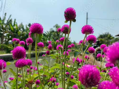 Closeup view of Globe Amaranth flower. The beauty of pink flowers in garden. 