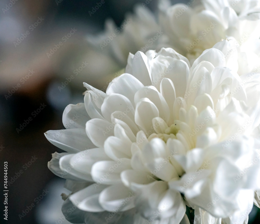delicate white chrysanthemum flowers on a blurred background