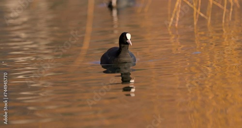 Coots on a winter day at the park lake in Bucharest, Romania