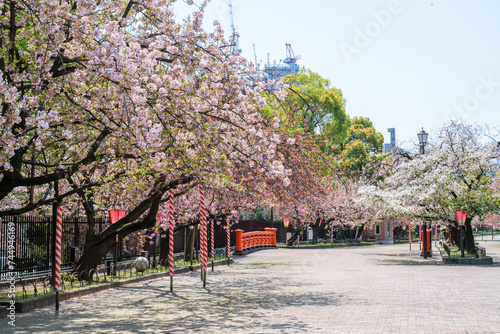 春は桜の通り抜け