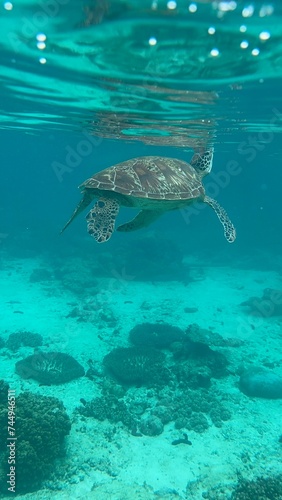 Fototapeta Naklejka Na Ścianę i Meble -  turtle swimming in the sea. 