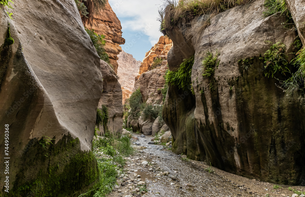 Extensive greenery and the palms grows on the mountainsides on the both sides of the shallow stream in the gorge Wadi Al Ghuwayr or An Nakhil and the wadi Al Dathneh near Amman in Jordan