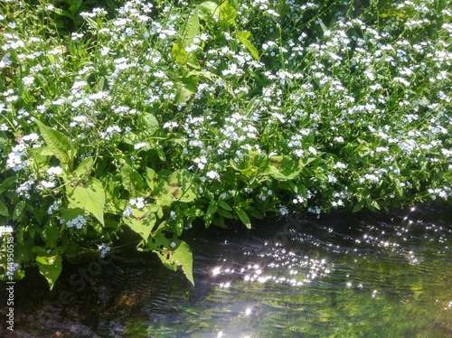 flowers by the stream